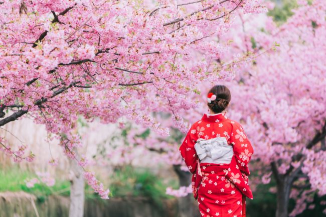 shutterstock_1347231575 (1) Another Cherry Blossom Season is Coming in Japan