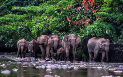 Malaysia, Borneo