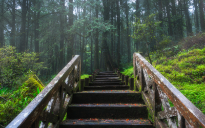 Alishan National Scenic Area